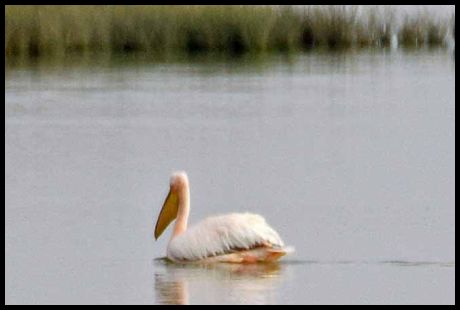 Yellow Pelican